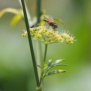 hover fly, parsely, insect-8154069.jpg